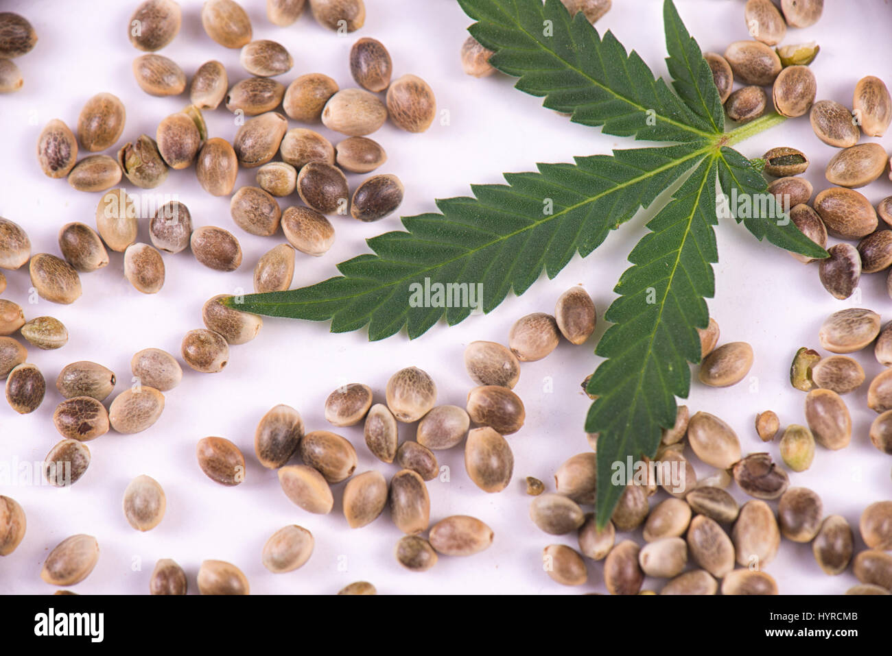 Cannabis marihuana Cannabis samen Blatt Hand Stockfotografie - Alamy