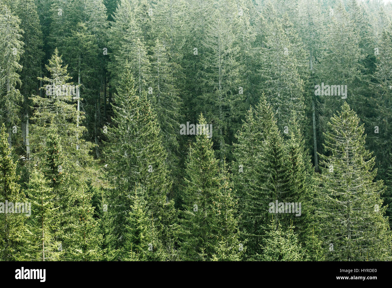 Gesunden, grünen Nadelwald mit Fichten, Tannen und Kiefern Altbaumbestand in Wildnis des Nationalparks. Nachhaltiges Wirtschaften, Ökosystem und Gesundheit Stockfoto