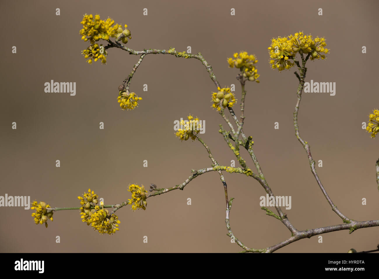 Kornelkirsche, Kornel-ueberzeugt, Kornellkirsche, Kornell-ueberzeugt, Blüte, Blüten, Cornus Mas, Cornelian Cherry, Cornouiller Mâle Stockfoto