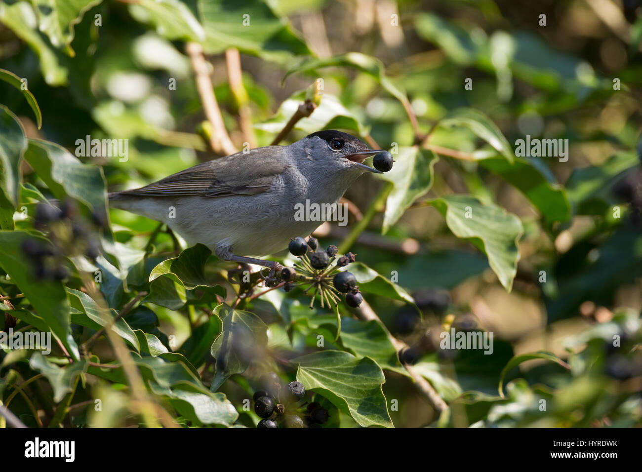 Mnchsgrasmcke, Mnchs-Grasmcke, Grasmcke, Mnnchen, Frisst ein Reifen  Efeufrchten, Frchte, Beeren, Efeu Im Frhjahr, Sylvia Atricapilla,  Mnchsgrasmcke Stockfotografie - Alamy
