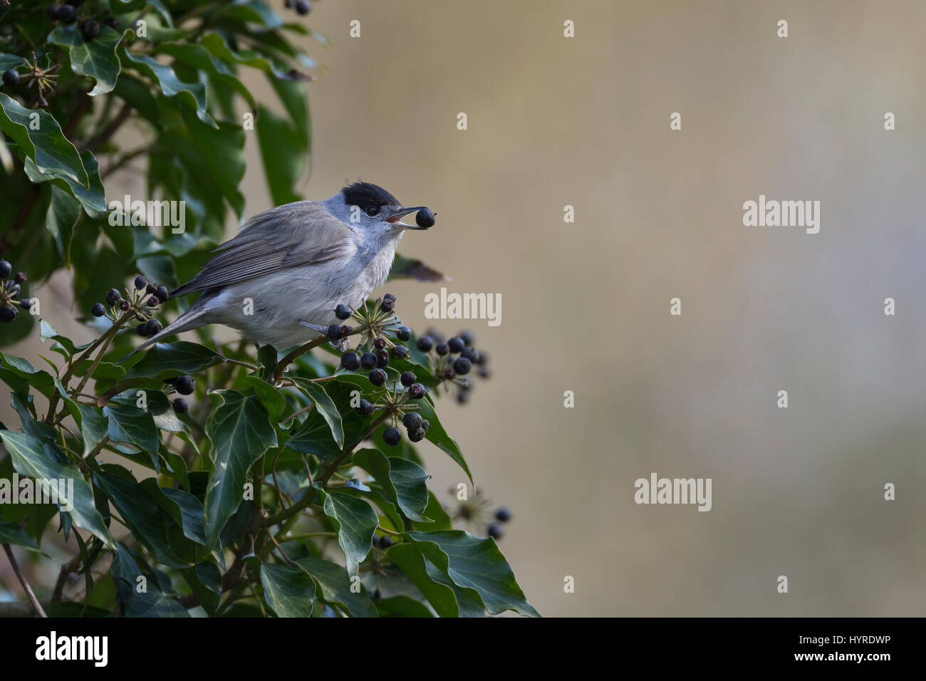 Mnchsgrasmcke, Mnchs-Grasmcke, Grasmcke, Mnnchen, Frisst ein Reifen  Efeufrchten, Frchte, Beeren, Efeu Im Frhjahr, Sylvia Atricapilla,  Mnchsgrasmcke Stockfotografie - Alamy