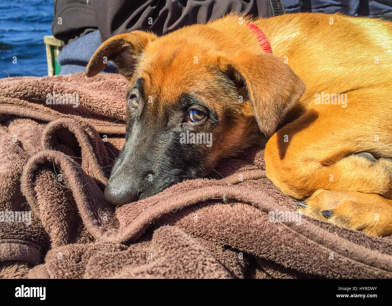 Lustiges Bild von Belgischer Schäferhund, Malinois, Welpen außerhalb ruhen, verschlafen, mit Meer im Hintergrund suchen Stockfoto