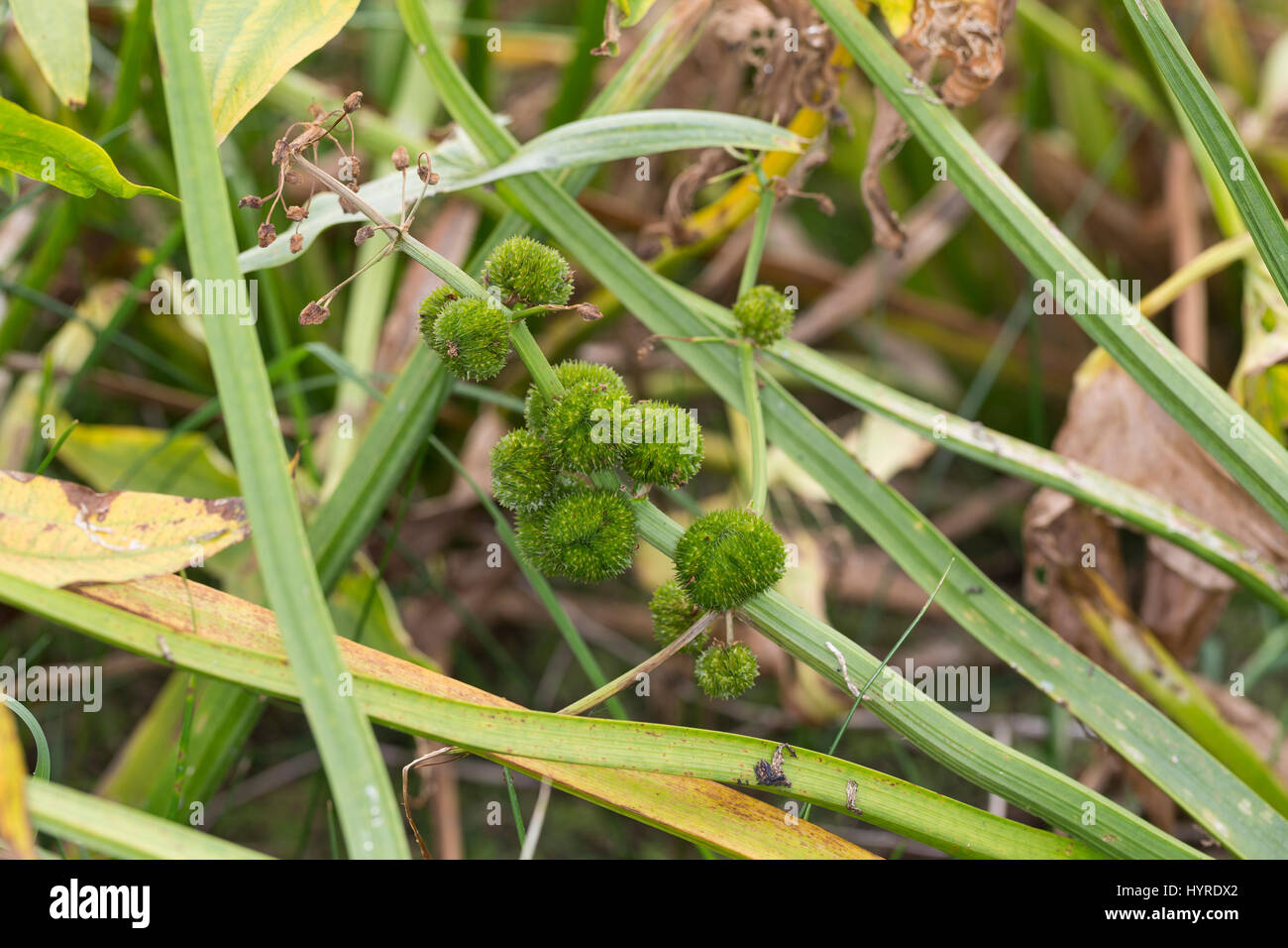 Pfeilkraut, Frucht, Früchte, Samenstand, Gewöhnliches Pfeil-Kraut, Sagittaria Sagittifolia, gemeinsame Pfeilspitze, Obst, Sagittaire Nageante, Sagittaire À Stockfoto