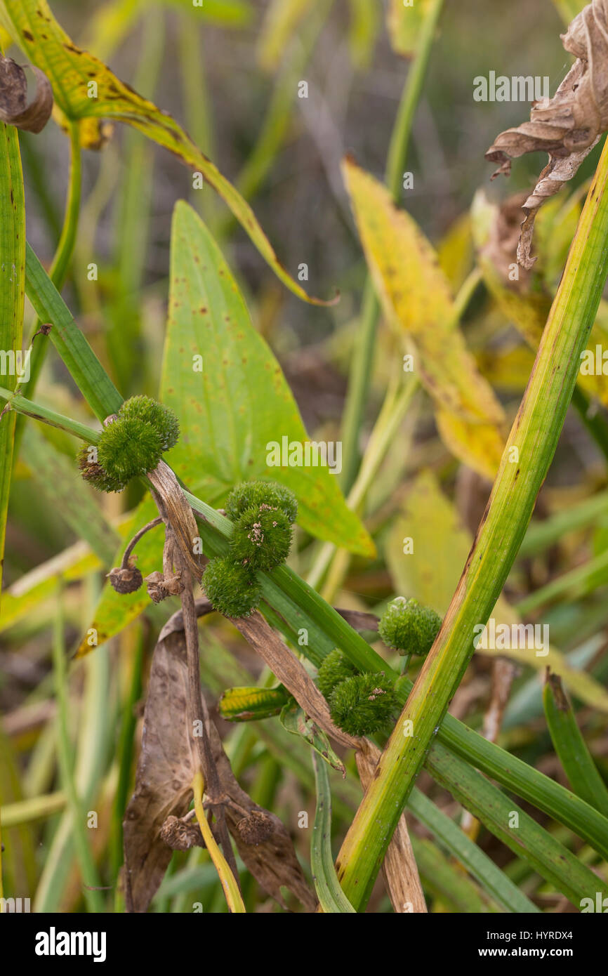 Pfeilkraut, Frucht, Früchte, Samenstand, Gewöhnliches Pfeil-Kraut, Sagittaria Sagittifolia, gemeinsame Pfeilspitze, Obst, Sagittaire Nageante, Sagittaire À Stockfoto