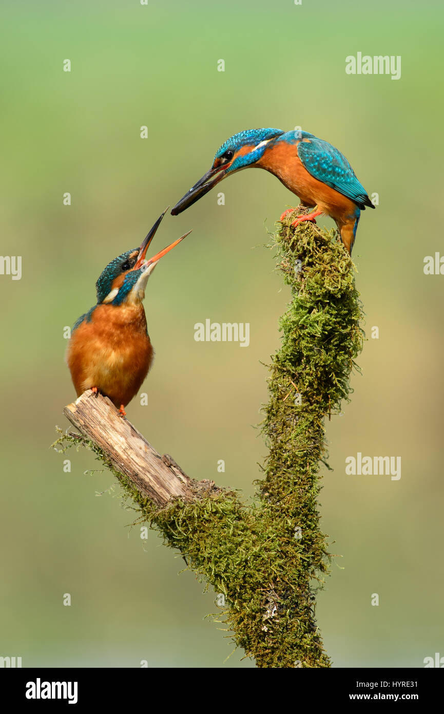 Balzverhalten eines Paares von europäischen Eisvögel, wenn das Männchen dem Weibchen einen Fisch anbietet Stockfoto