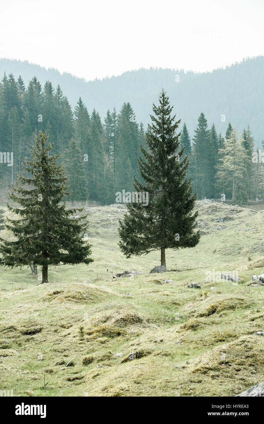 Einsame Bäume auf Alm mit gesunden Nadelwald von Fichte, Tanne, Lärche und Kiefer Bäume im Hintergrund, Wildnis-Gebiet. Nachhaltige indus Stockfoto