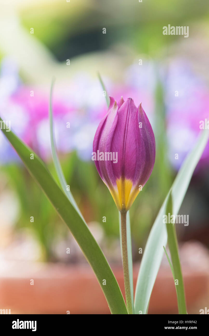 Tulipa Humilis "Odalisque". Tulpe Blüte im Frühjahr. VEREINIGTES KÖNIGREICH. Miniatur-Tulpe Stockfoto