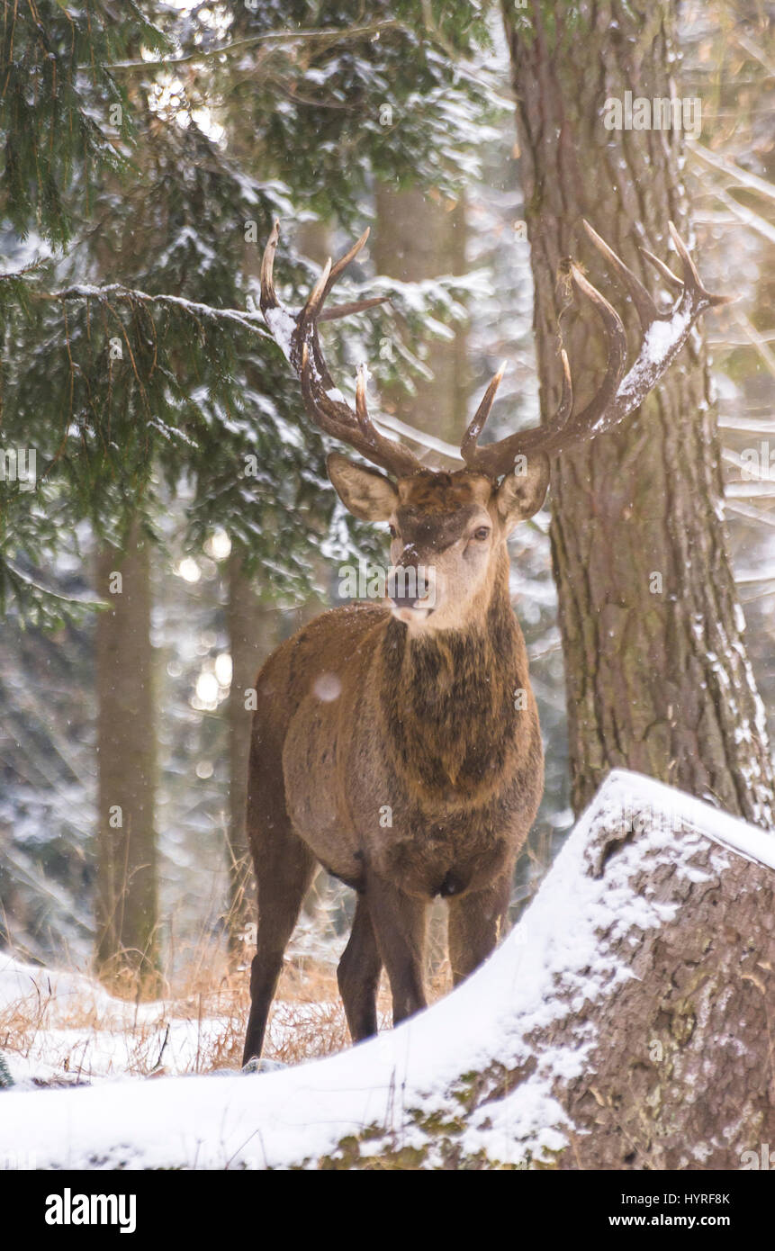 Männliche Rothirsch (Cervus Elaphus) in einem verschneiten winterlichen Wald. Stockfoto