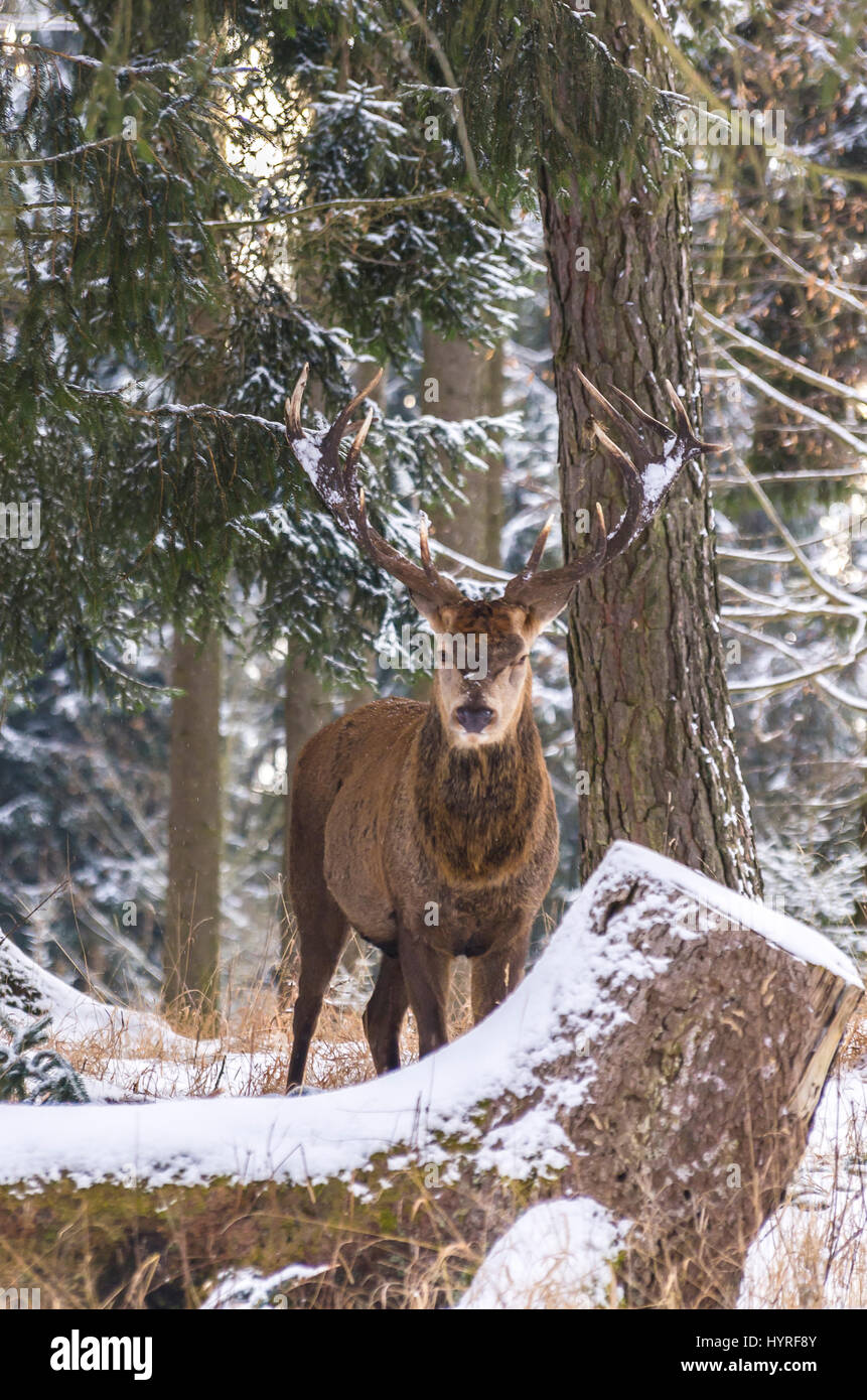 Männliche Rothirsch (Cervus Elaphus) in einem verschneiten winterlichen Wald. Stockfoto