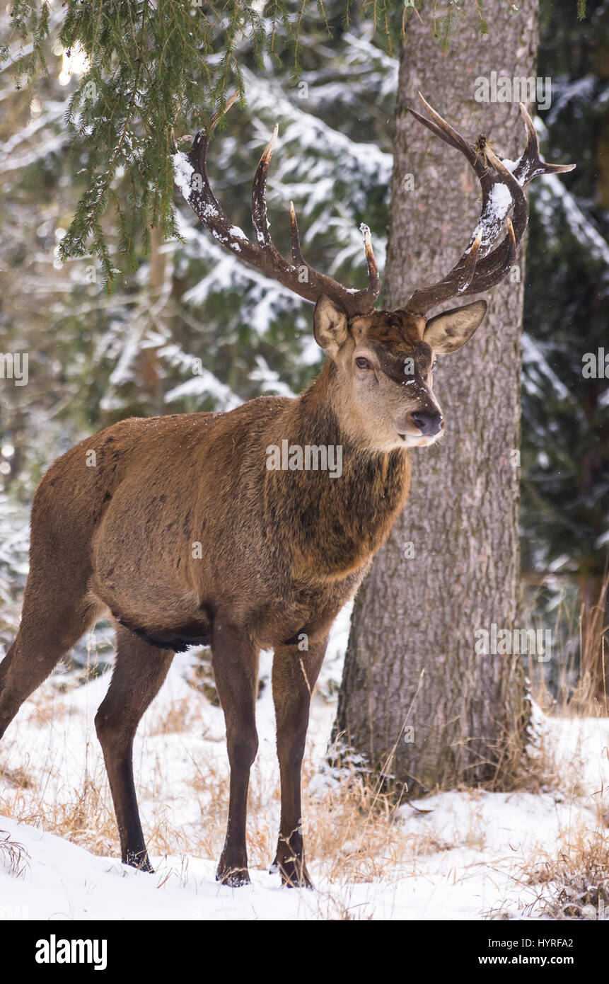 Männliche Rothirsch (Cervus Elaphus) in einem verschneiten winterlichen Wald. Stockfoto