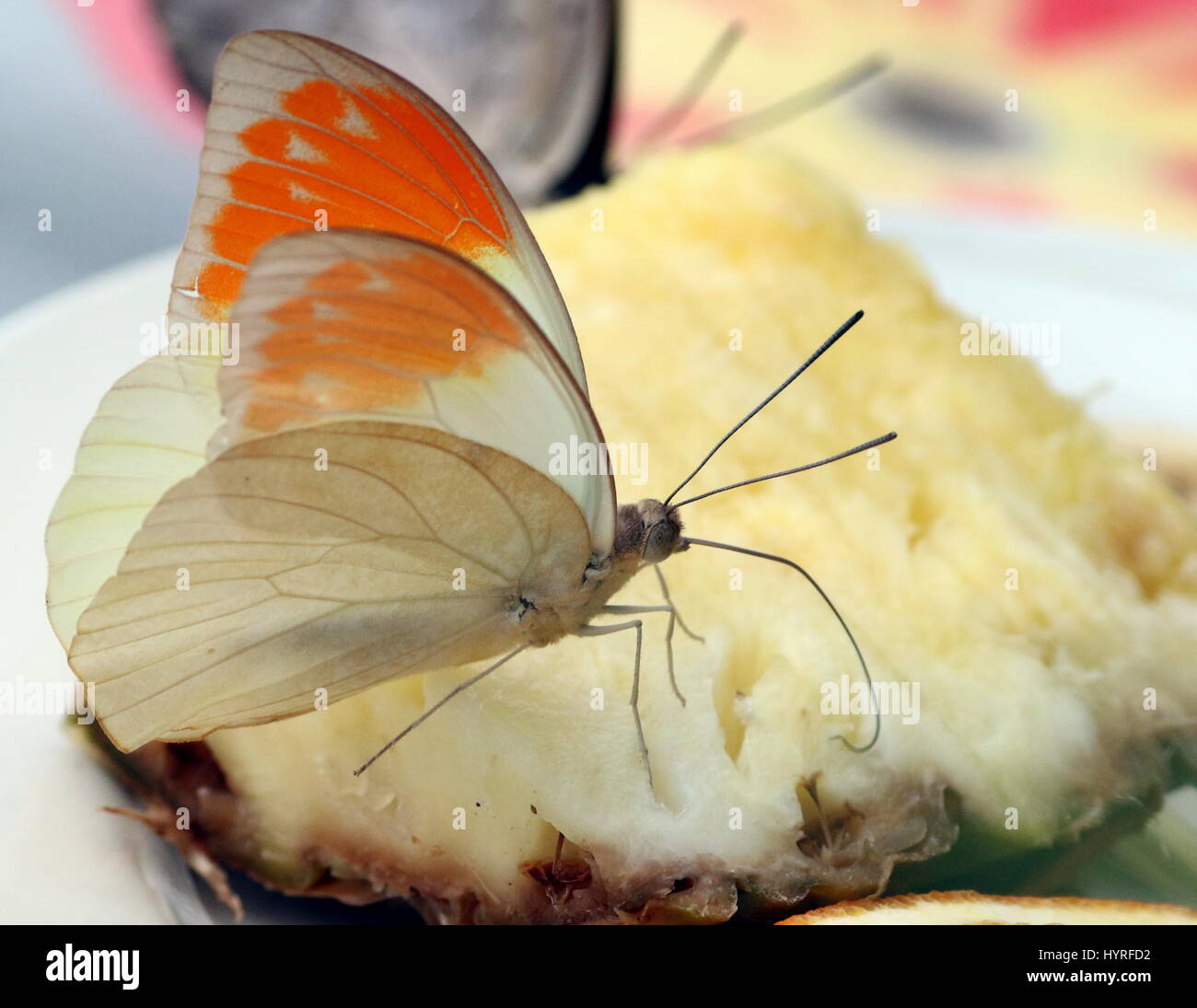 Große Orange Tipp Schmetterling (Hebomoia Glaucippe), ursprünglich aus Südost-Asien, China, Indien und Süd-Japan. Stockfoto