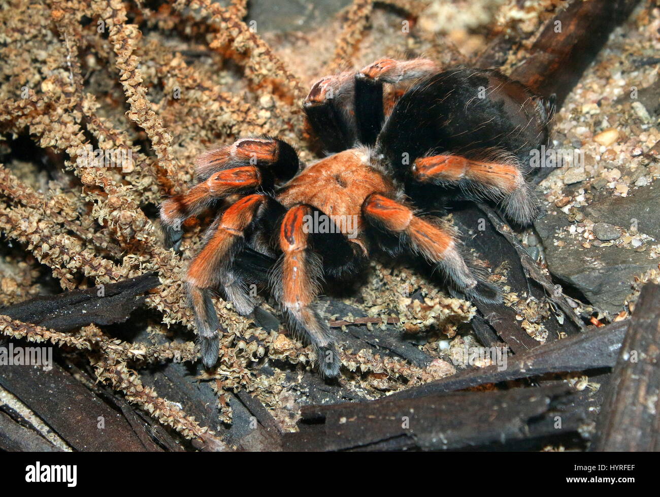 Mexikanische Fireleg oder Rustleg-Vogelspinne (Brachypelma Boehmei) heimisch in Mexiko, vor allem der pazifischen Küste von Guerrero Staat Stockfoto