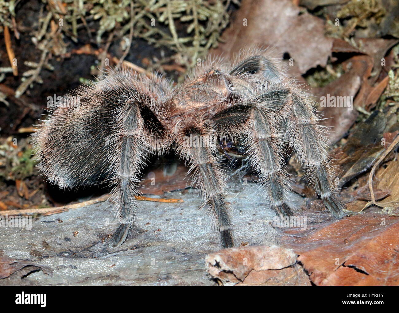 Weibliche brasilianische Lachs rosa Vogel Essen Tarantel (Lasiodora Parahybana), drittgrößte Tarantel-Arten Stockfoto