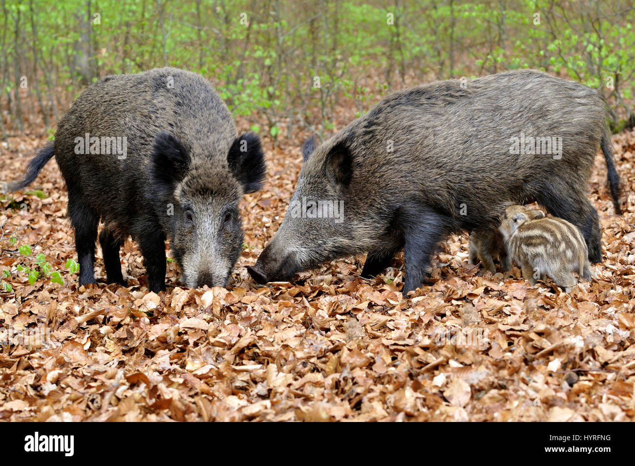 Wildschwein (Sus Scrofa), sät Wild auf Nahrungssuche mit Wildschwein-Ferkel, Gefangenschaft, North Rhine-Westphalia, Deutschland Stockfoto