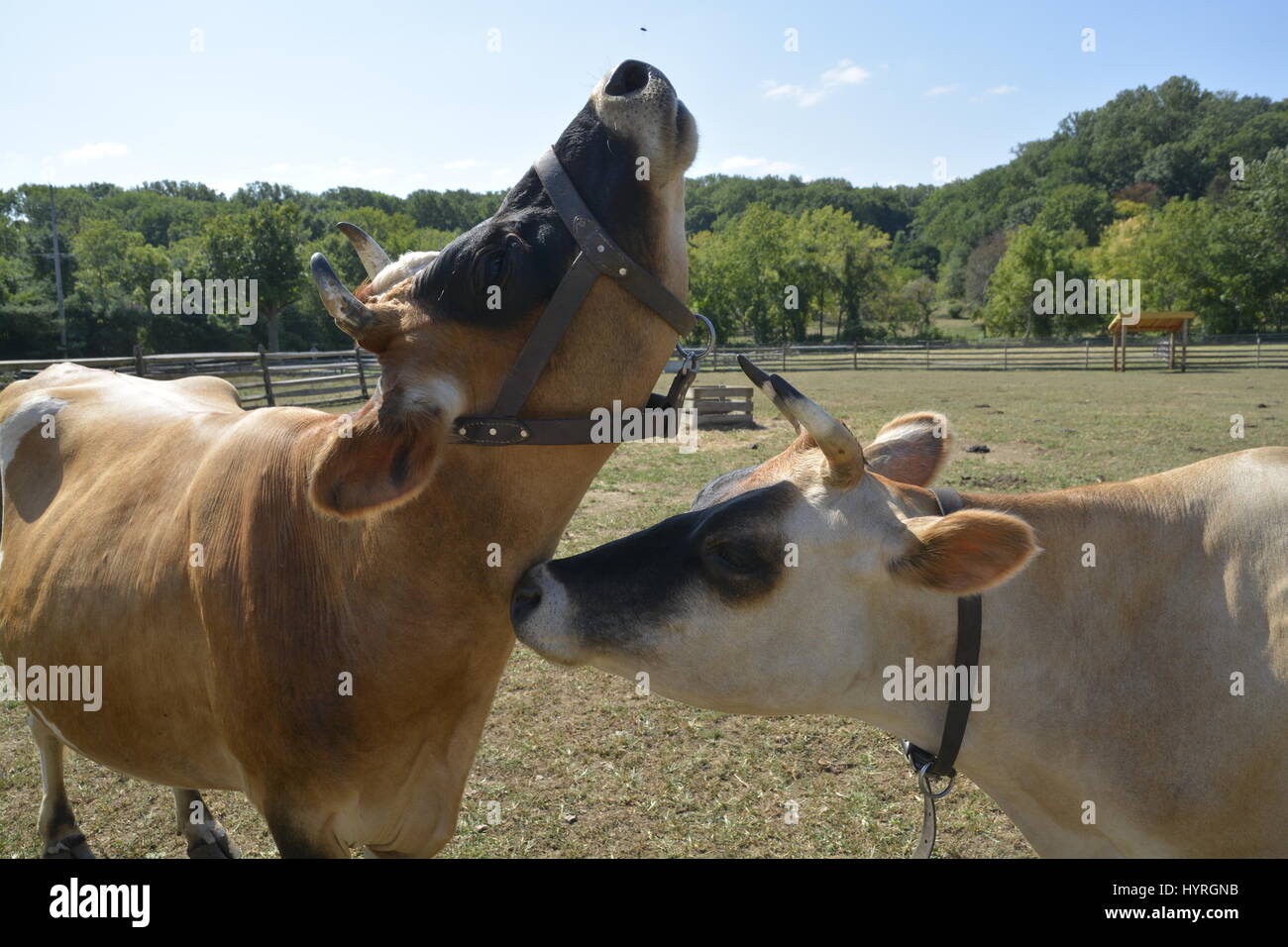 Freunde sorgen für Freunde. Stockfoto