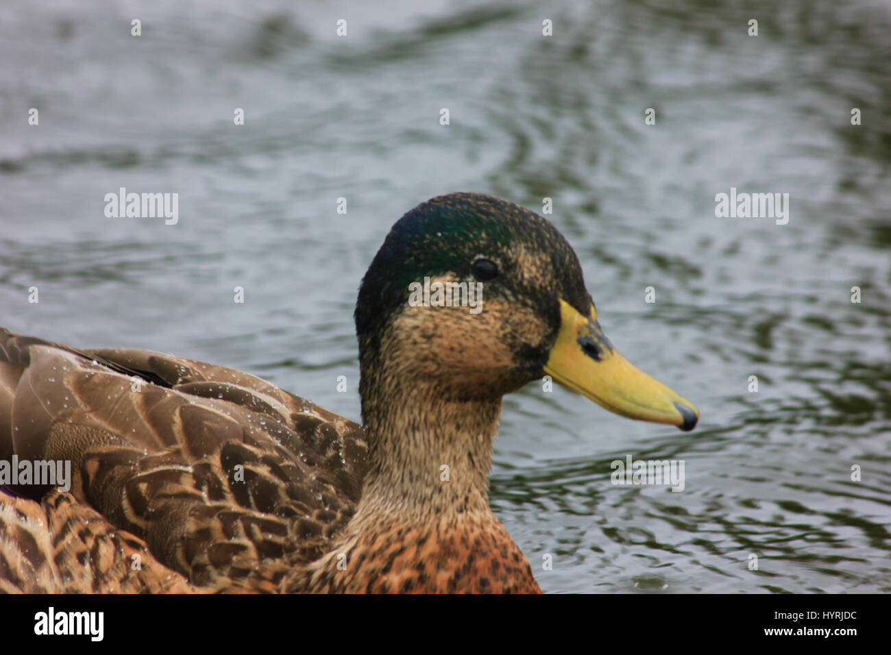 Ente kuscheln Fotos und Bildmaterial in hoher Auflösung Alamy