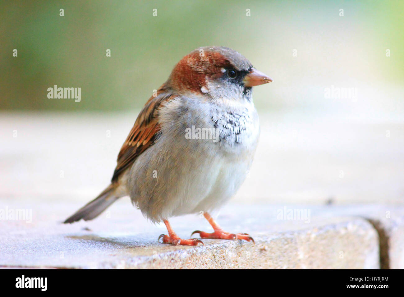 Ein neugieriger Vogel kommt in für einen genaueren Blick. Bei Hamilton Gardens in Neuseeland genommen. Stockfoto