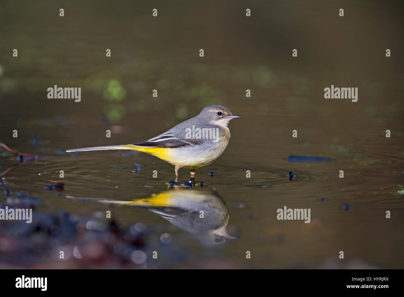 Graue Bachstelze Motacilla Cinerea weibliche Norfolk winter Stockfoto