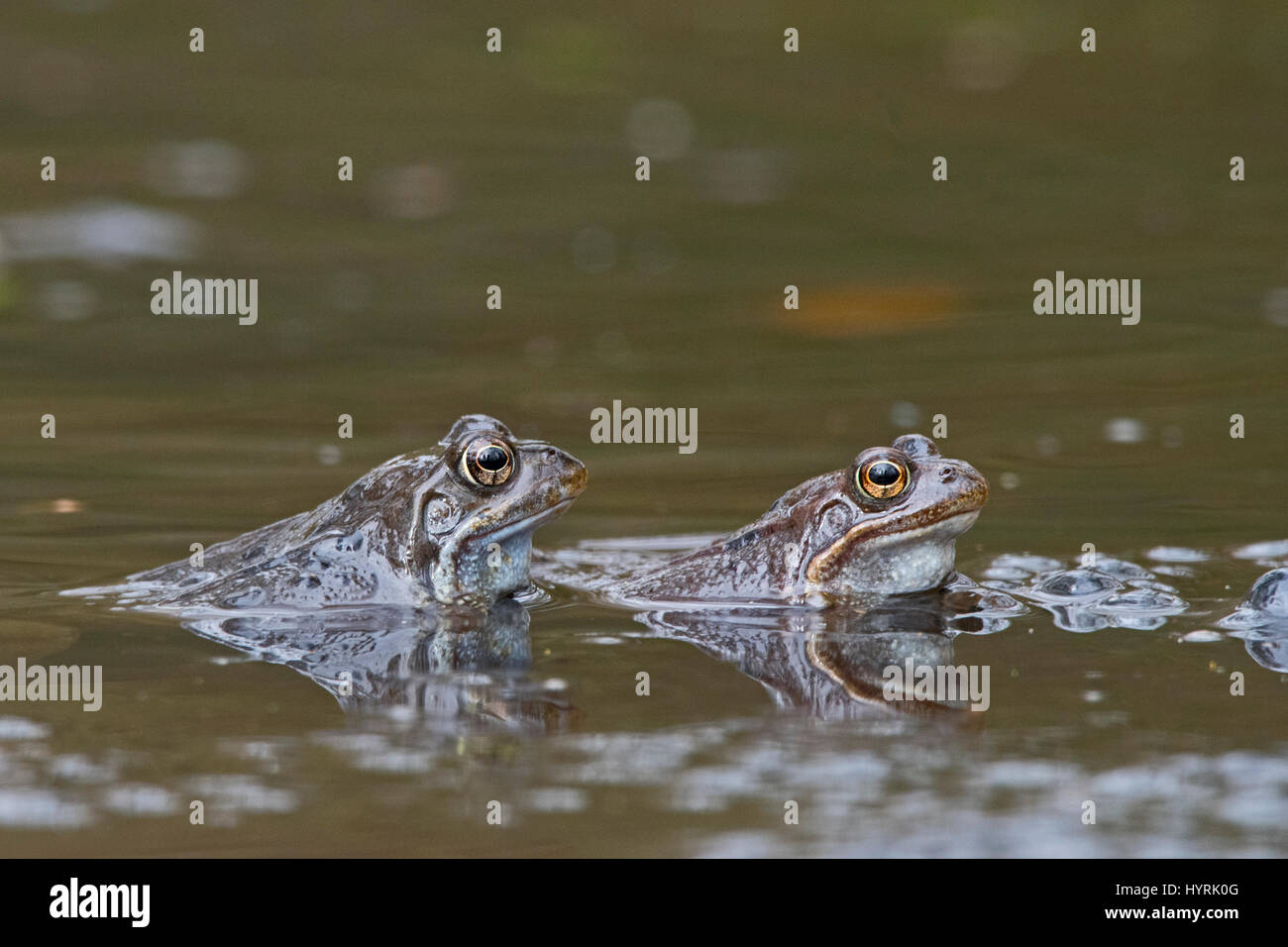 Gemeinsamen Frosch Rana Temporaria in Teich März Norfolk Stockfoto