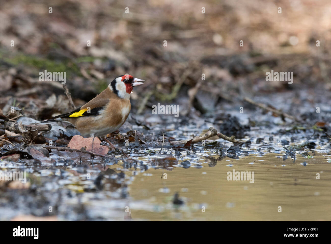 Eurasische Stieglitz Zuchtjahr Zuchtjahr trinken am Pool North Norfolk Stockfoto