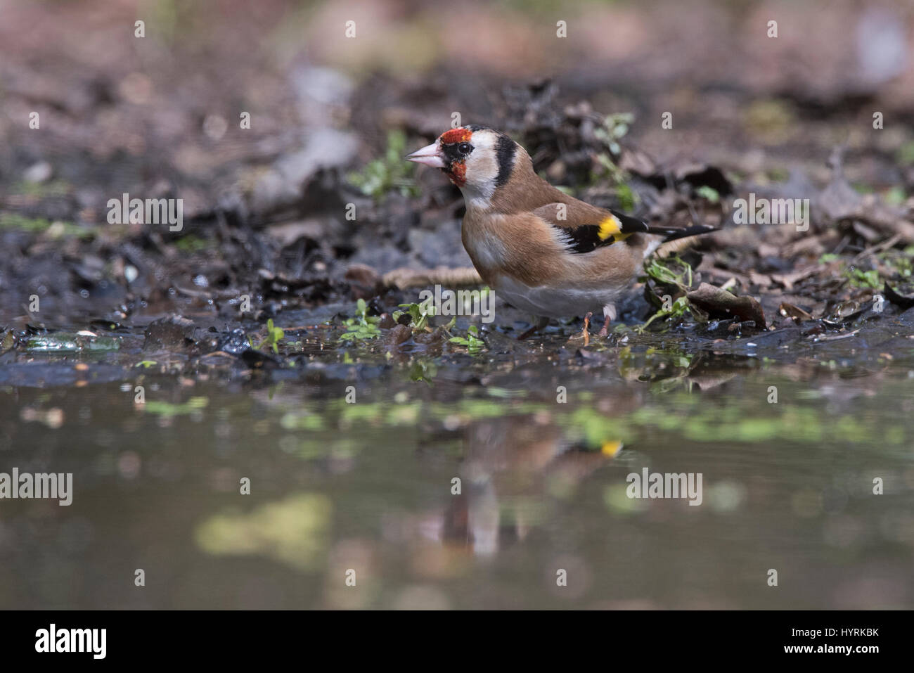 Eurasische Stieglitz Zuchtjahr Zuchtjahr trinken am Pool North Norfolk Stockfoto