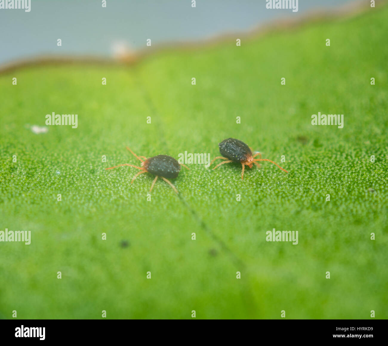 Nahaufnahme von zwei Erwachsenen Klee Milben auf einem Blatt. Bryobia praetiosa Stockfoto
