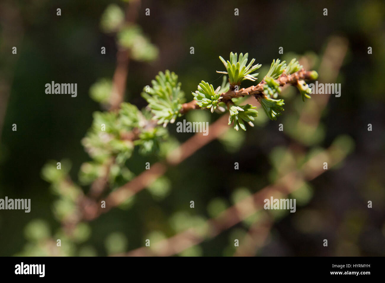 Lärche Ast sportliche neue Nadeln in die Frühjahrssaison Stockfoto