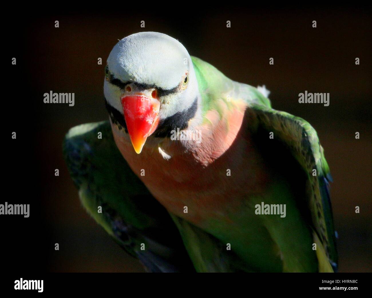 Männliche Southeast Asian Red Breasted oder gebändert Sittich (geflohen Alexander) Stockfoto