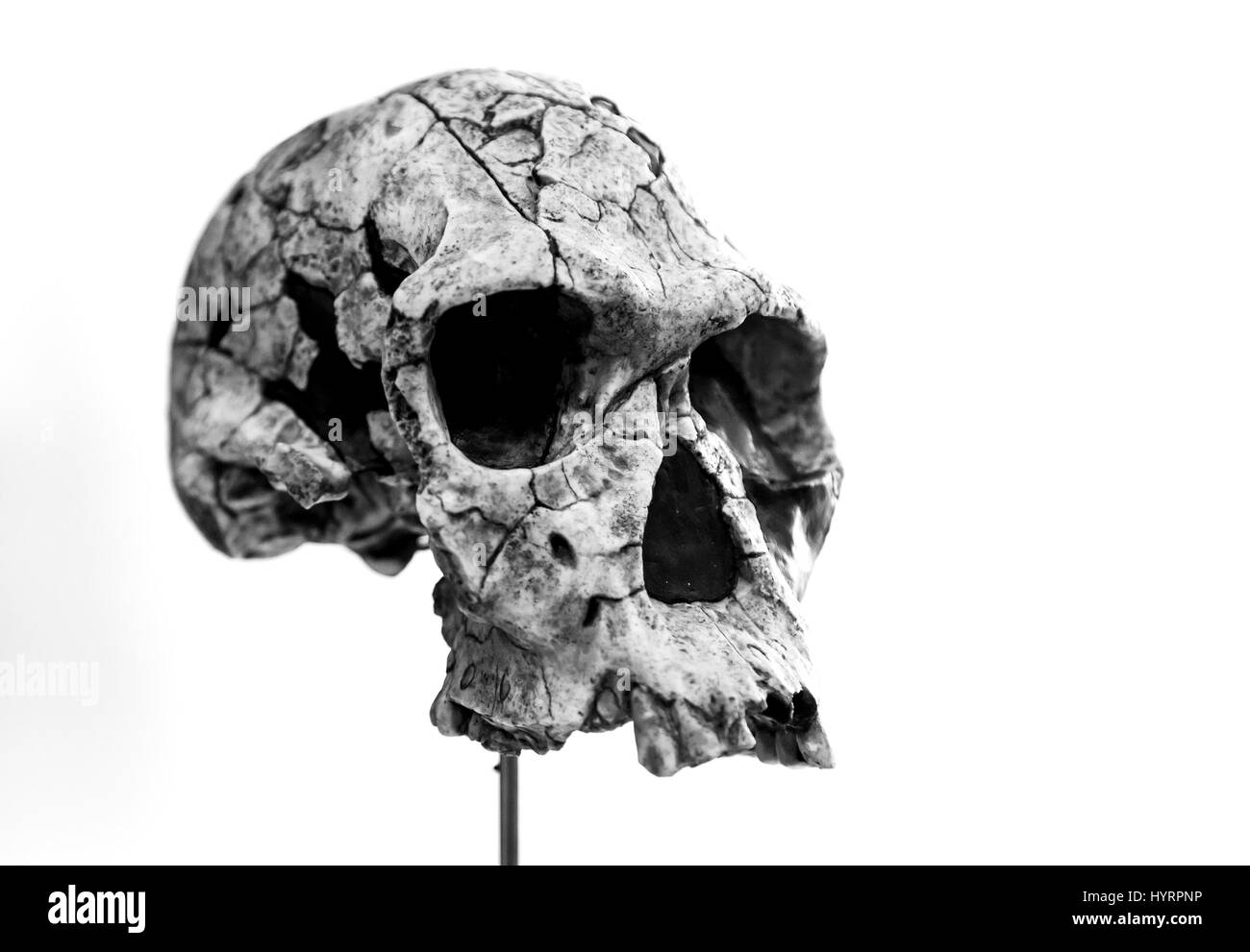 Prähistorischen menschlichen Schädeln, Detail der Geschichte der Menschheit, Archäologie Stockfoto