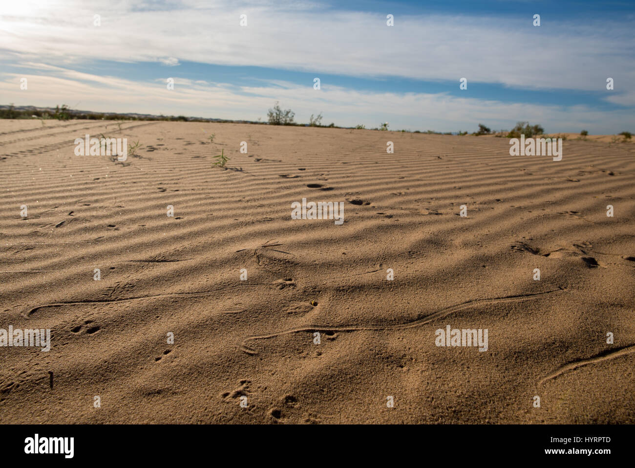 Colorado Wüste Sidewinder (Crotalus Cerastes Laterorepens) verfolgt.  Nord Algodones Dünen Wildnis, Imperial co., Kalifornien, USA. Stockfoto