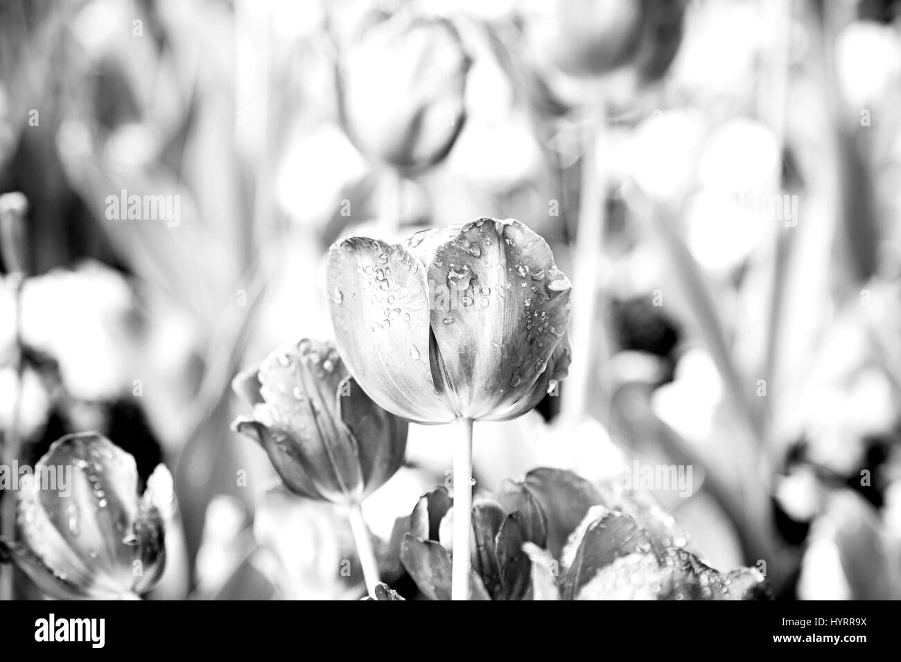 Tulpen in einem Garten, Detail einer Blume-Farbe, Natur Stockfoto