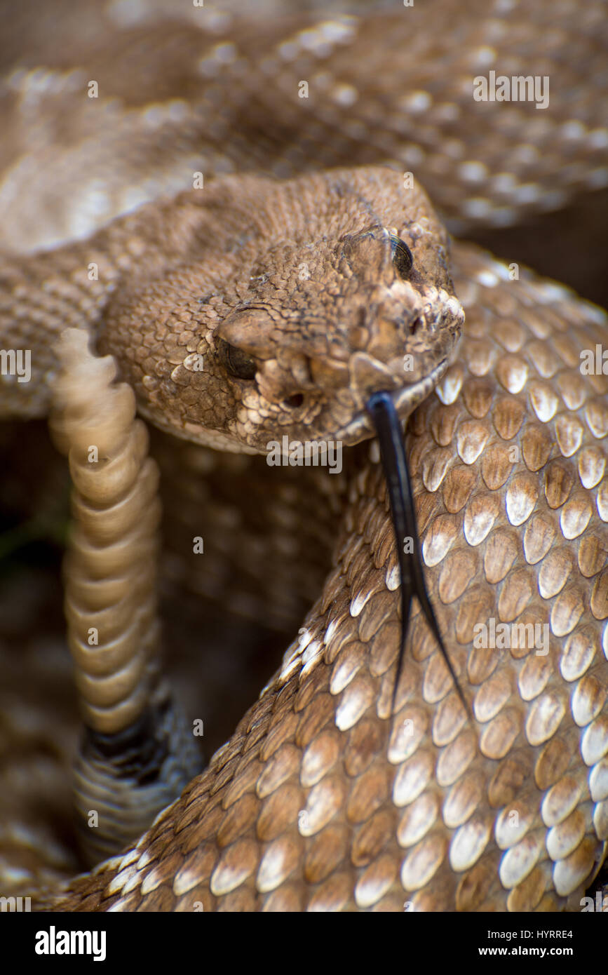 Rote Diamantklapperschlange (Crotalus Ruber), indisch-Schlucht, Anza-Borrego Desert State Park, Californai, USA. Stockfoto