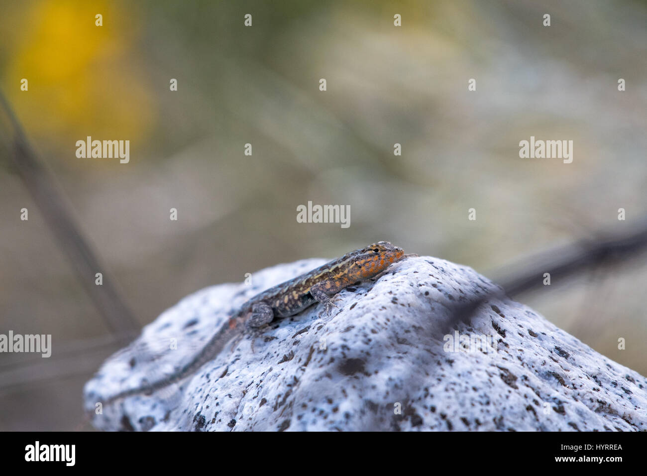 Erwachsene männliche westlichen Seite-blotched Eidechse, (Uta Stansburiana Elegans), Anza Borrego Desert State Park, Kalifornien, USA. Stockfoto