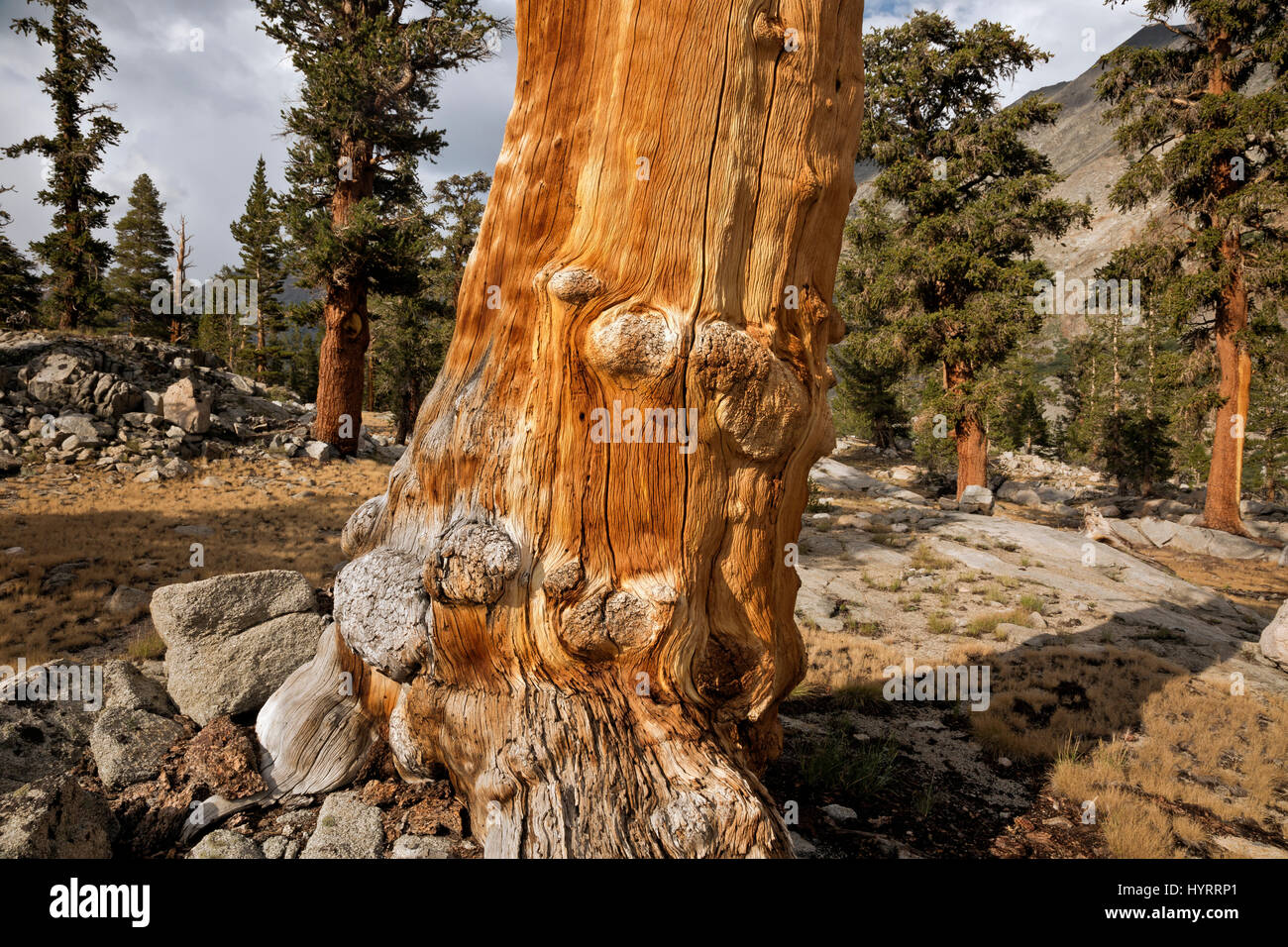 CA03180-00... Kalifornien - ein toter Baum in einem Hain Bristlecone Kiefern in der Nähe von Lake Arrowhead im Kings Canyon National Park. Stockfoto