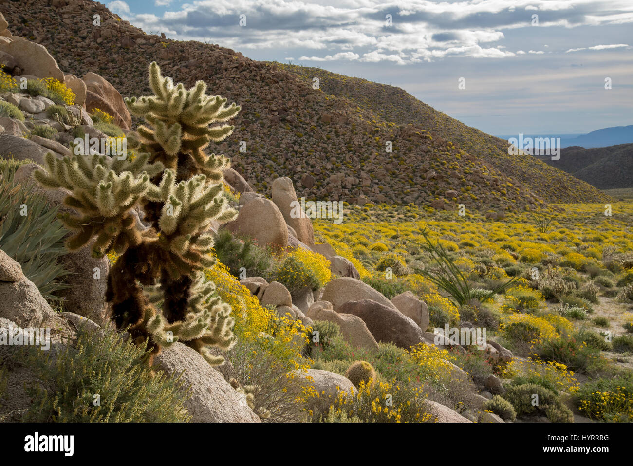 Jumping Cholla, (Cylindropuntia Bigelovi) und Brittlebuch (Encelia Farinosa).  Indische Schlucht, Anza-Borrego Desert State Park, Kalifornien, USA. Stockfoto