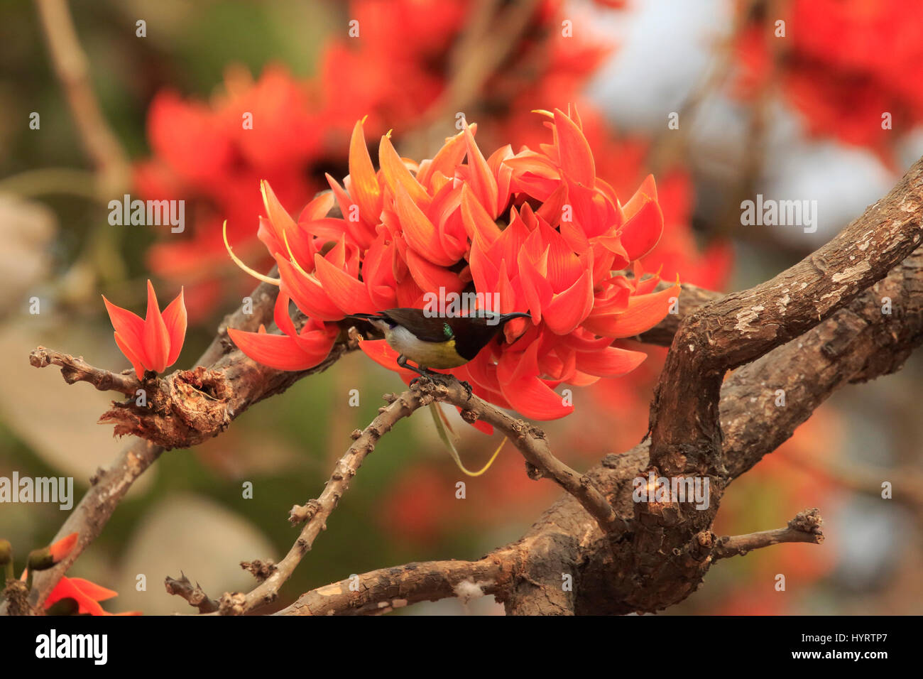 Ein lila Sunbird, am Ort genannt Beguni Moutushi, hocken auf dem Zweig der Frühlingsblume Guggenmusik. Dhaka, Bangladesch. Stockfoto