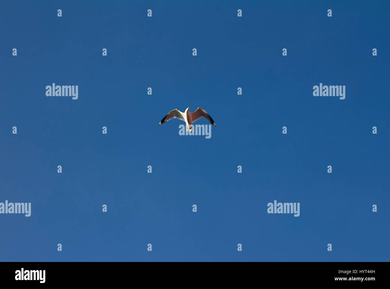 Möwen fliegen in den blauen Himmel Stockfoto