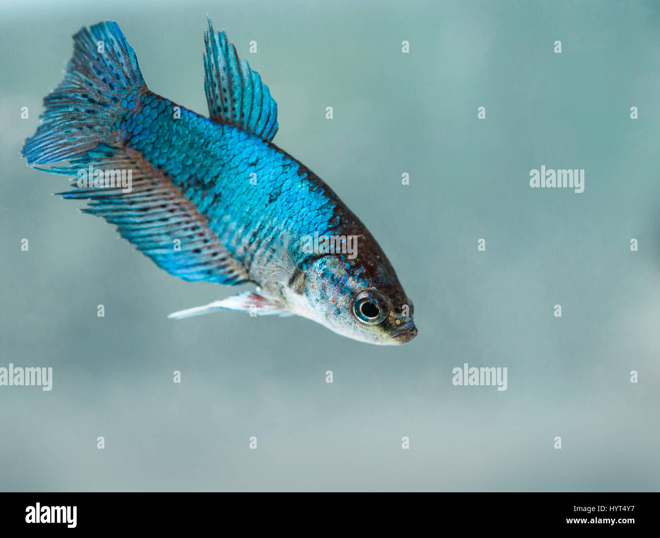 Junge weibliche Halb-mond Betta splendens Fische Stockfoto