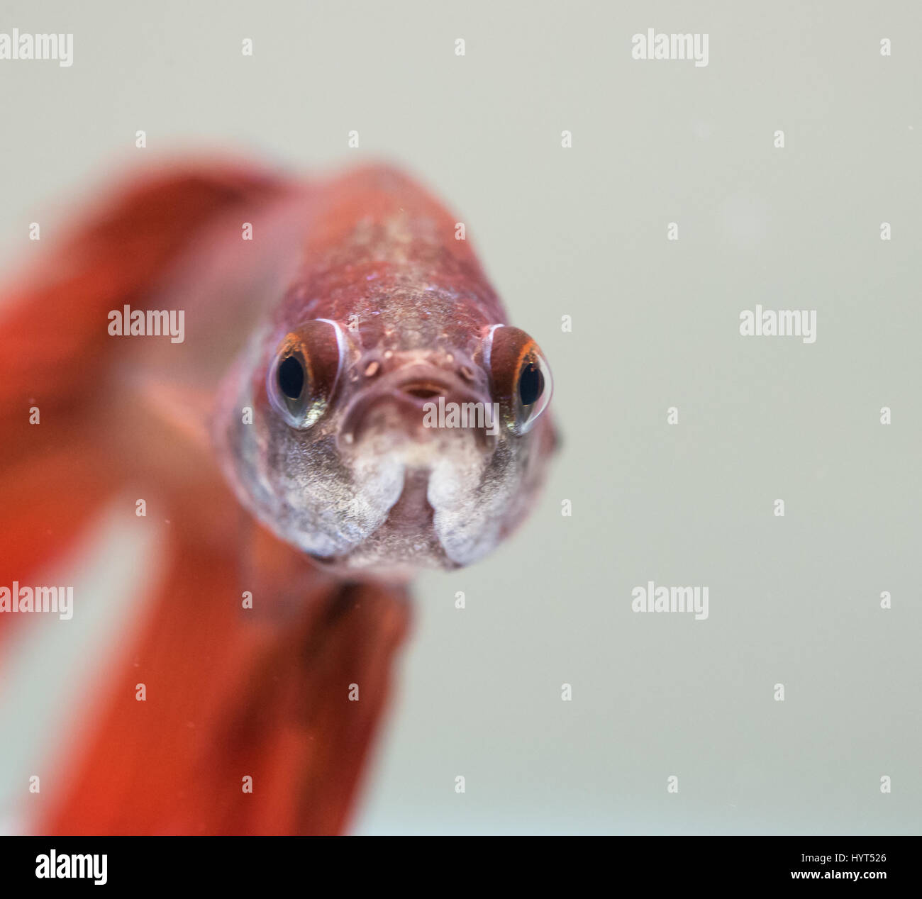 Gesicht rot männliche Betta Splendens Stockfoto