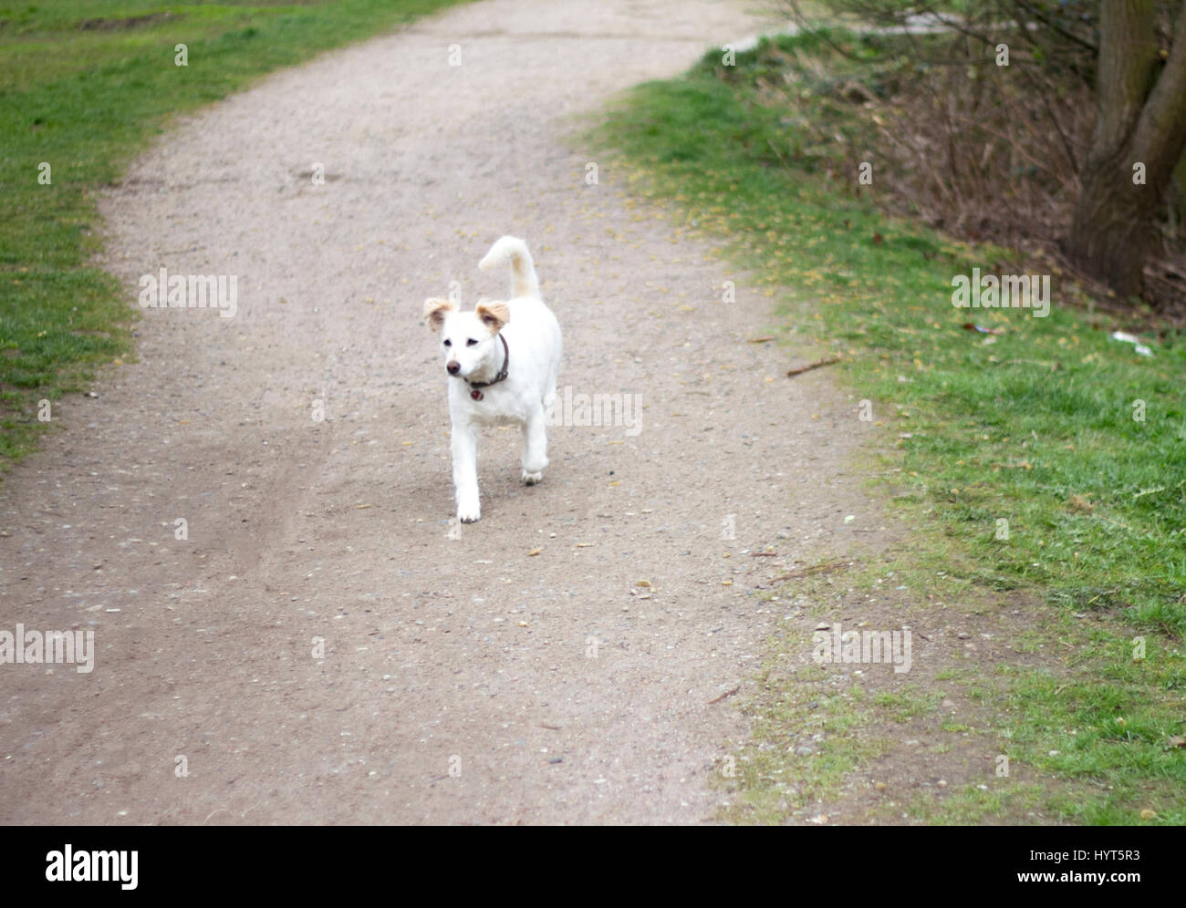 Weißen jungen Hund Weg im Park Stockfoto