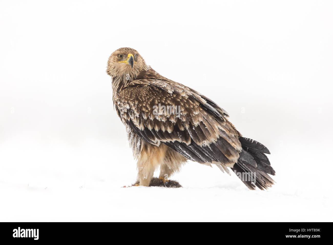 Kaiseradler (Aquila Heliaca) mit einer toten Ratte im Schnee Stockfoto