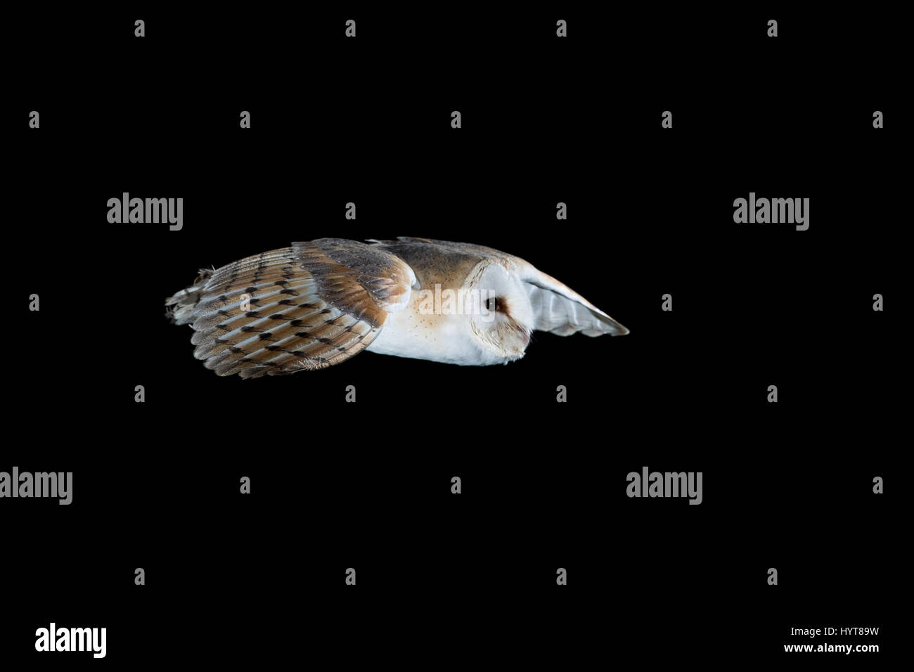 Schleiereule (Tyto Alba) im Flug in der Nacht Stockfoto