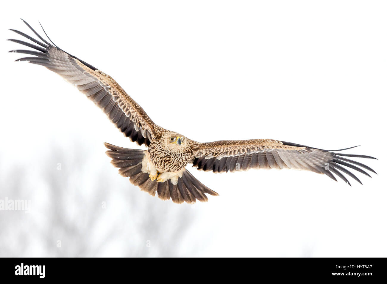 Kaiseradler (Aquila Heliaca) während des Fluges im winter Stockfoto