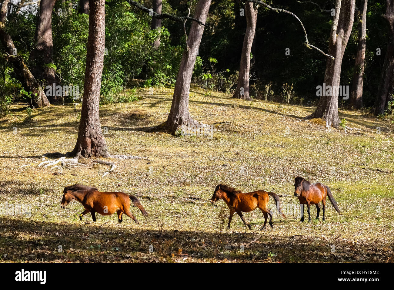 Timor-Ponys, die auf tropischen Grasland. Stockfoto