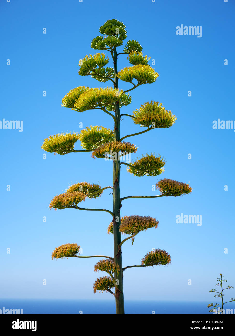 Agave-Pflanze auf blauen Himmelshintergrund auf der Insel Malta Stockfoto