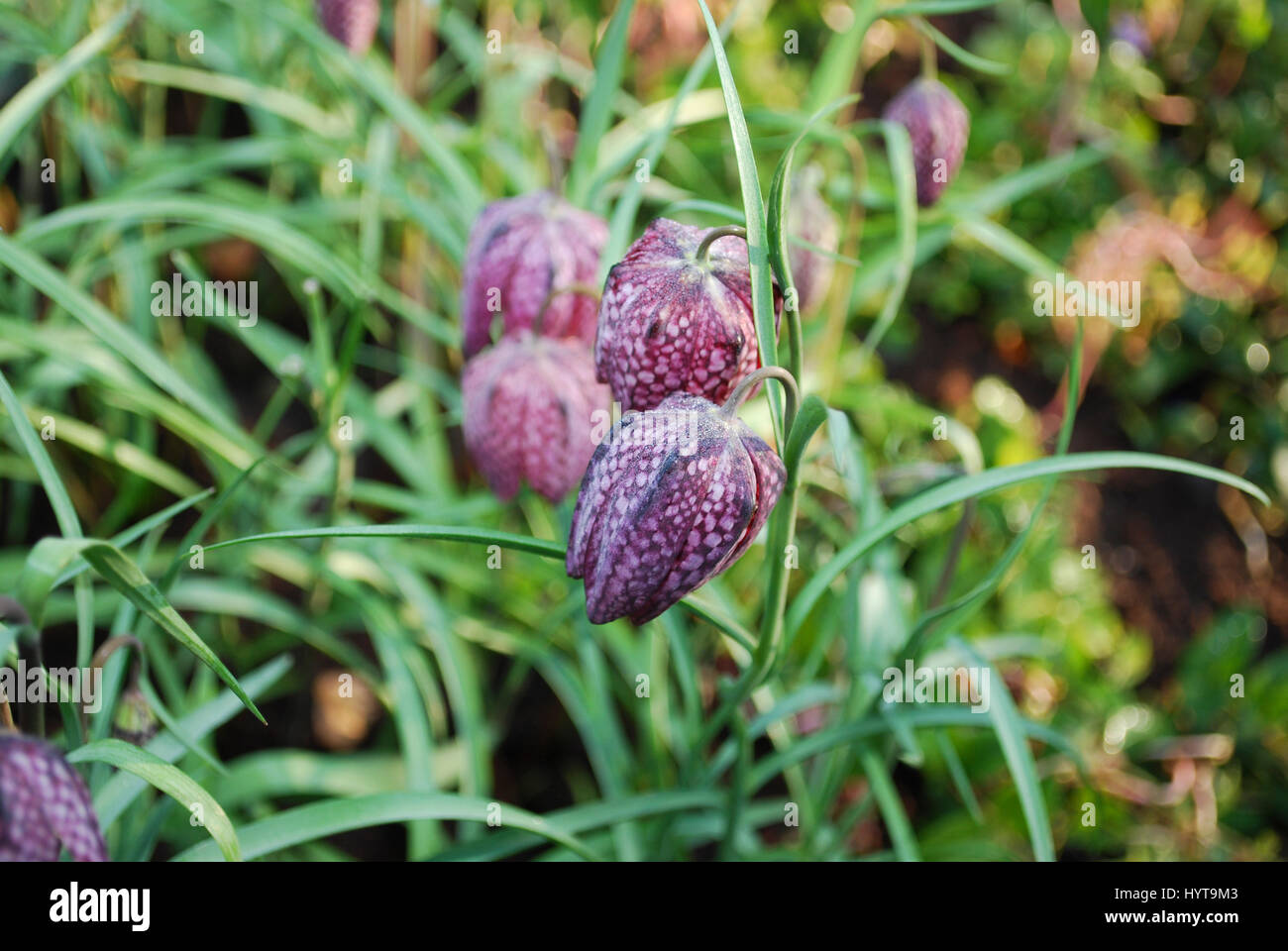 Der Schlangenkopf (Fritillaria Meleagris) Karo Blumen sind eurasischen Arten Pflanzen in der Familie der Liliengewächse. Stockfoto