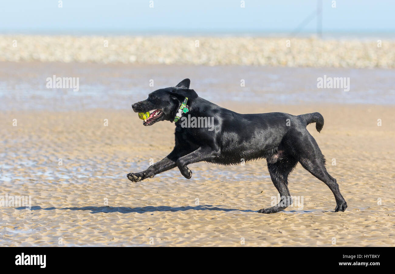 Seitlicher Blick auf einen großen schwarzen Hund läuft an einem Strand mit einem Ball im Maul. Stockfoto