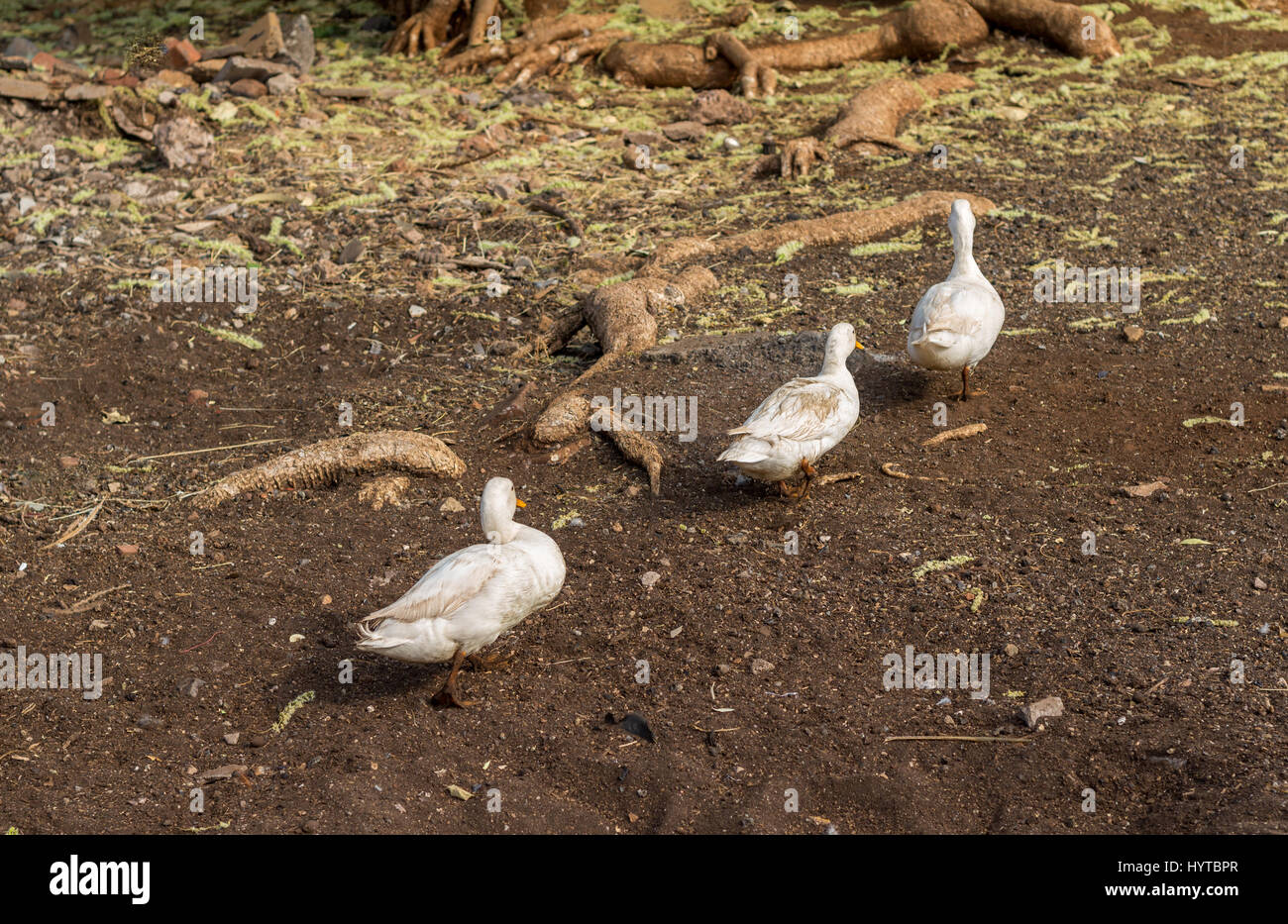 Drei schmutzige Enten wenig Wandern in einen Hof nach dem Schwimmen Stockfoto