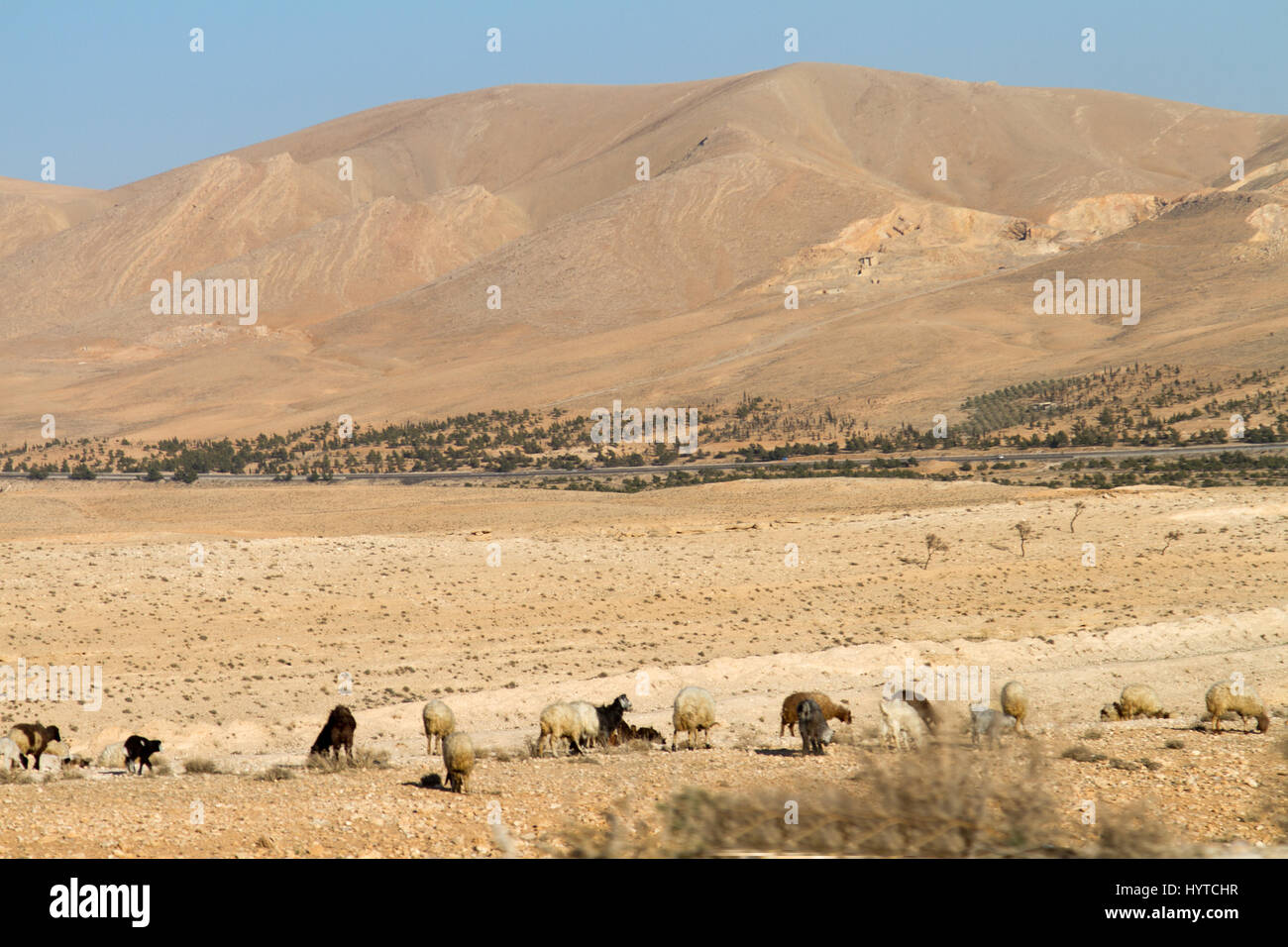 Wüste in Syrien bei Damaskus Stockfoto