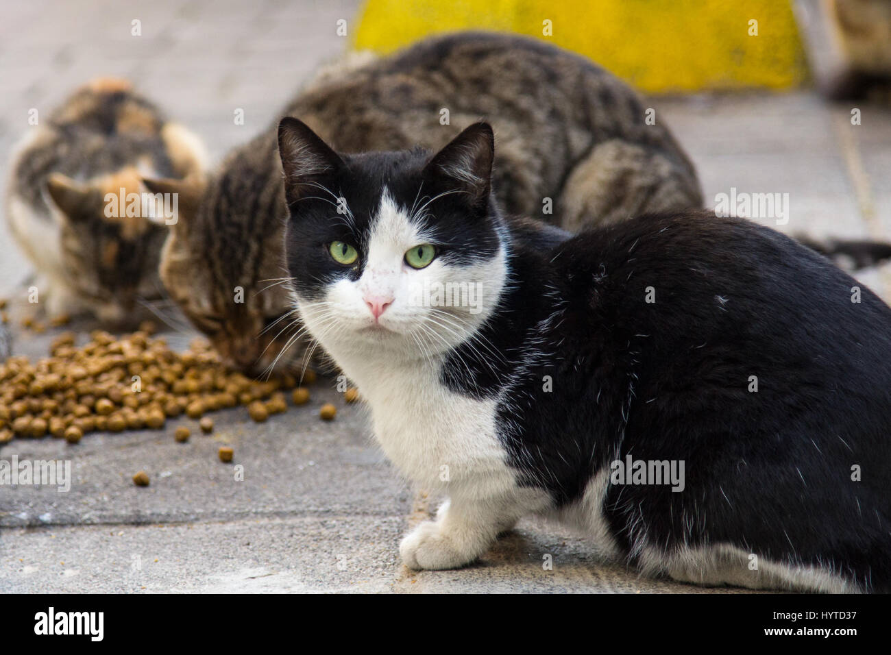 Streunende Katzen von Istanbul trocken Essen auf der Straße, eine der Katzen schaut in die Kamera Bild von drei Katzen aus Istanbul, Türkei, einem calic Stockfoto